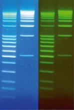 DNA Stain Clear G.jpg